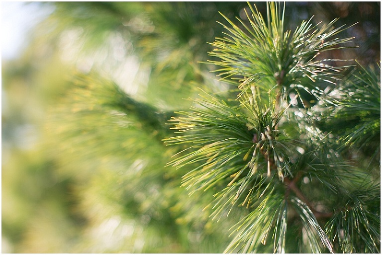 cawley-tree-farm-denton-maryland-documentary-family-photography-photo_0016