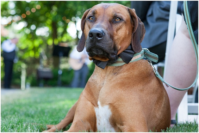 firefly-hill-vineyard-virginia-wedding-photography-photo_0106